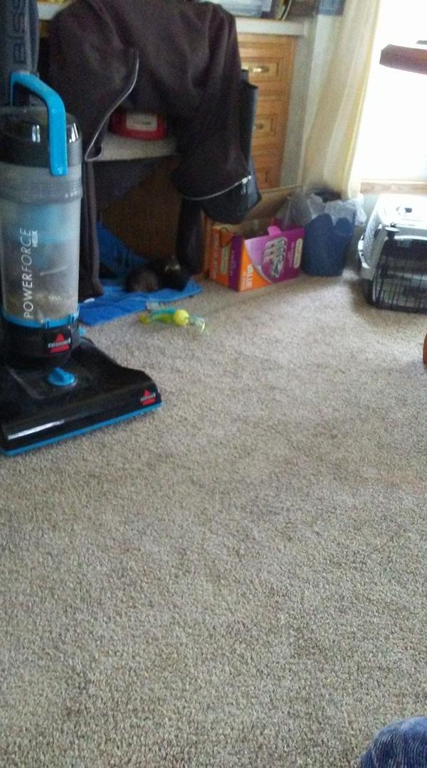 There's my kitties