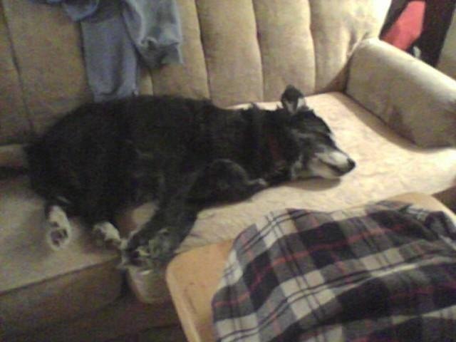 TO all my friends who know me know how I feel right now; I just lost aa precious member of my family just now R.I.P. Miss Starr you willbe missed and always loved
