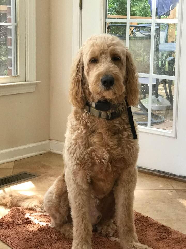 National Dog Day. George