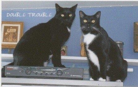Our pets Otis and Oliver.
