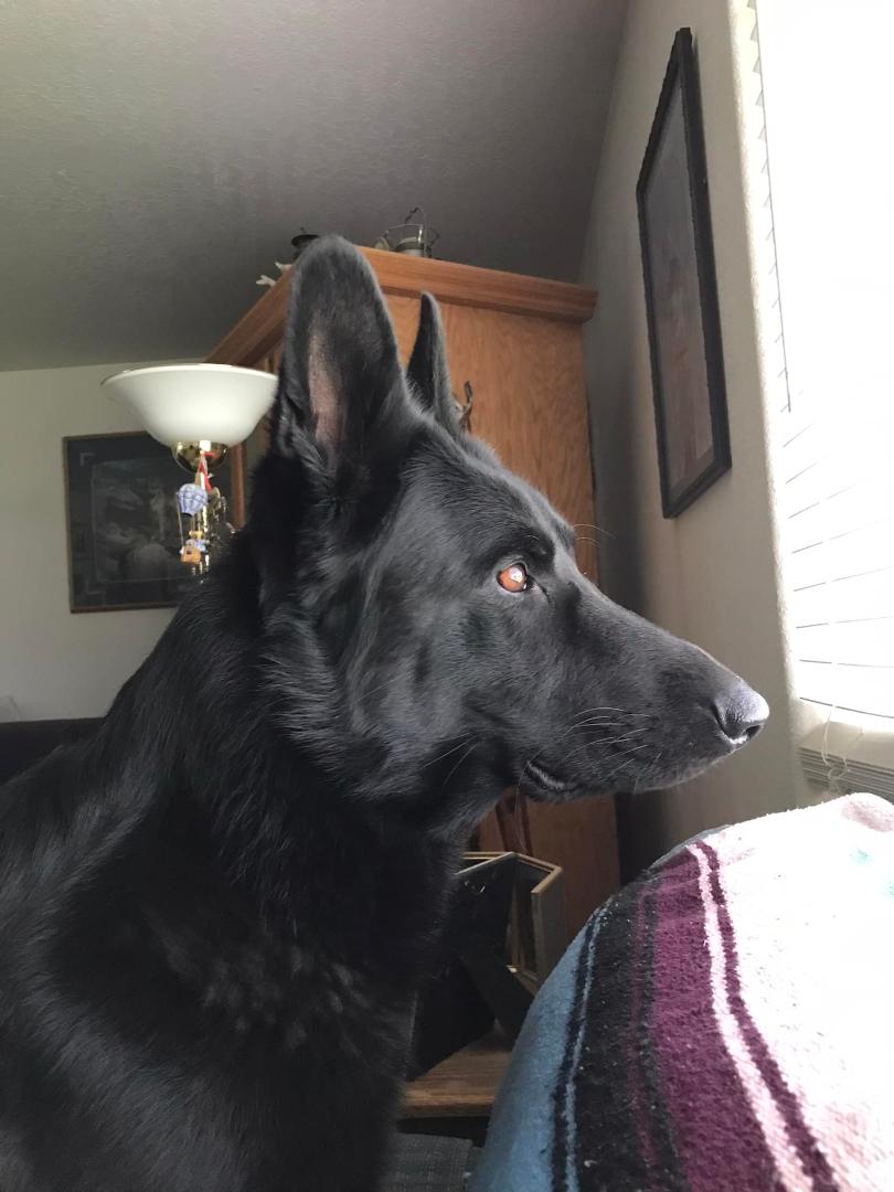 Happy National Black Dog Day🐾🐾