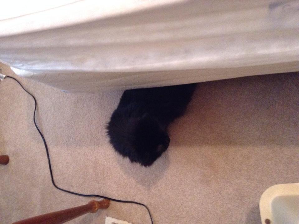 Well only got the black one. Thus far she is pissed off. Frankie wants to play, not gonna happen today. Here's the best pic I could get so far.