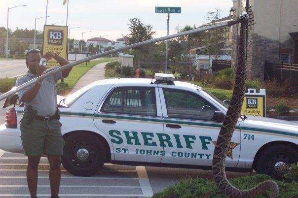 THIS IS NOT A PYTHON!

This is a 15 foot Western Diamondback rattlesnake - the largest ever caught on record.

This snake was found Near the St. Augustine outlet, in a new KB homes subdivision just south of Mesa Az.

A litt