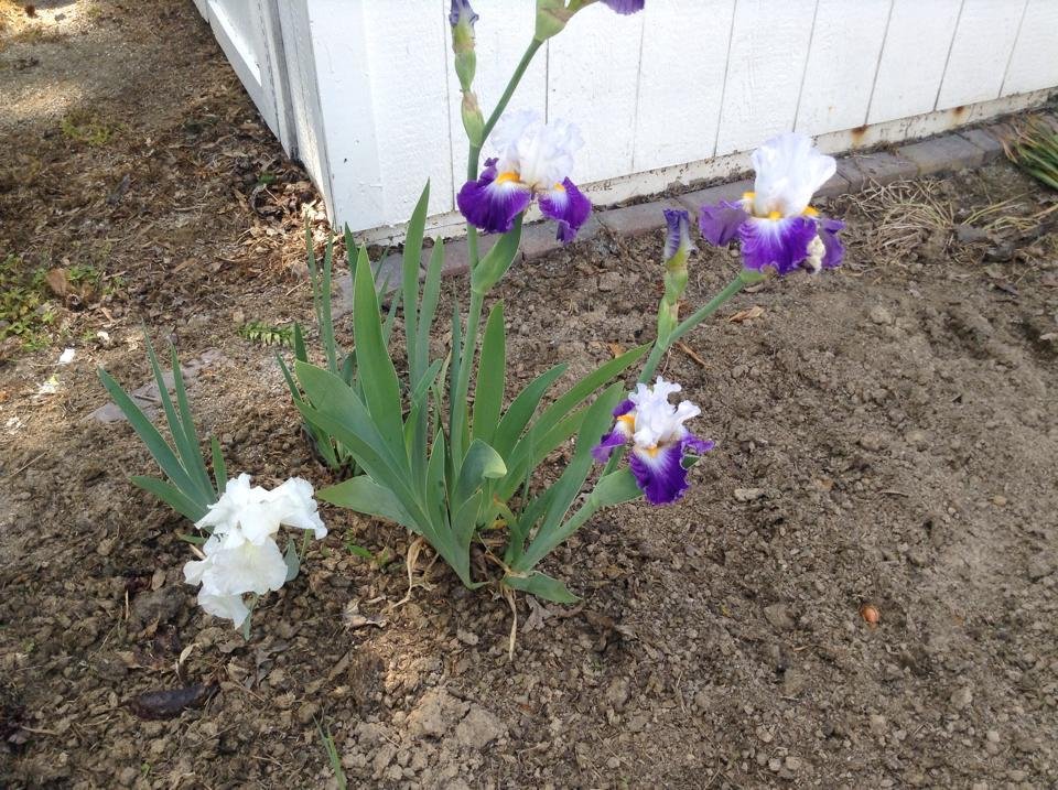 Kathy Harris' album, Mobile Uploads