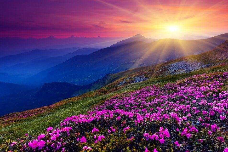 Have a nice night all !! 🤗🤗🙏🙏
