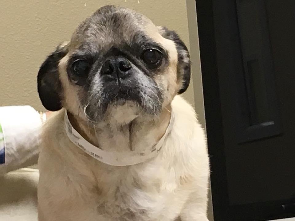 Yesterday was a sad day for us as we lost another of our pug family—Mushu, our oldest at 14 1/2 years had been fighting both pancreatitis and diabetes for over 9 months with bouts of hospitalization and office visits. He r