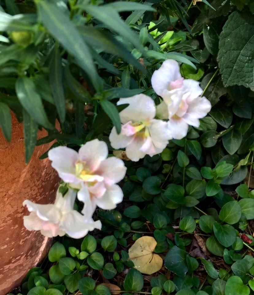 Snapdragon comeback....