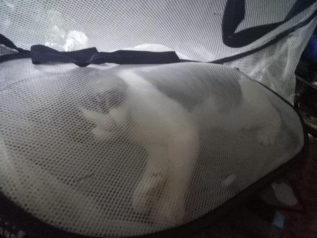 My Keedy Katt chilling in the fold up hamper