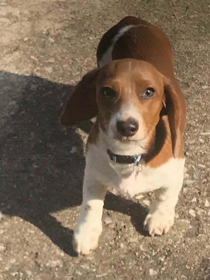 My baby Olive is one year old today! Happy birthday, Olive!!!
