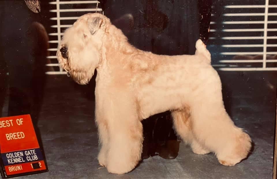 #beautifuldogchallenge
My first Wheaten, Brady, a pupppy gifted me on my 53rd Birthday.😊