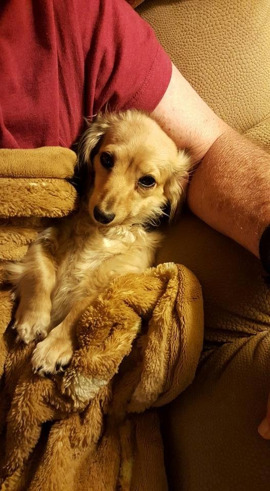 Peanut resting in daddy's arms. Such a sweet girl.