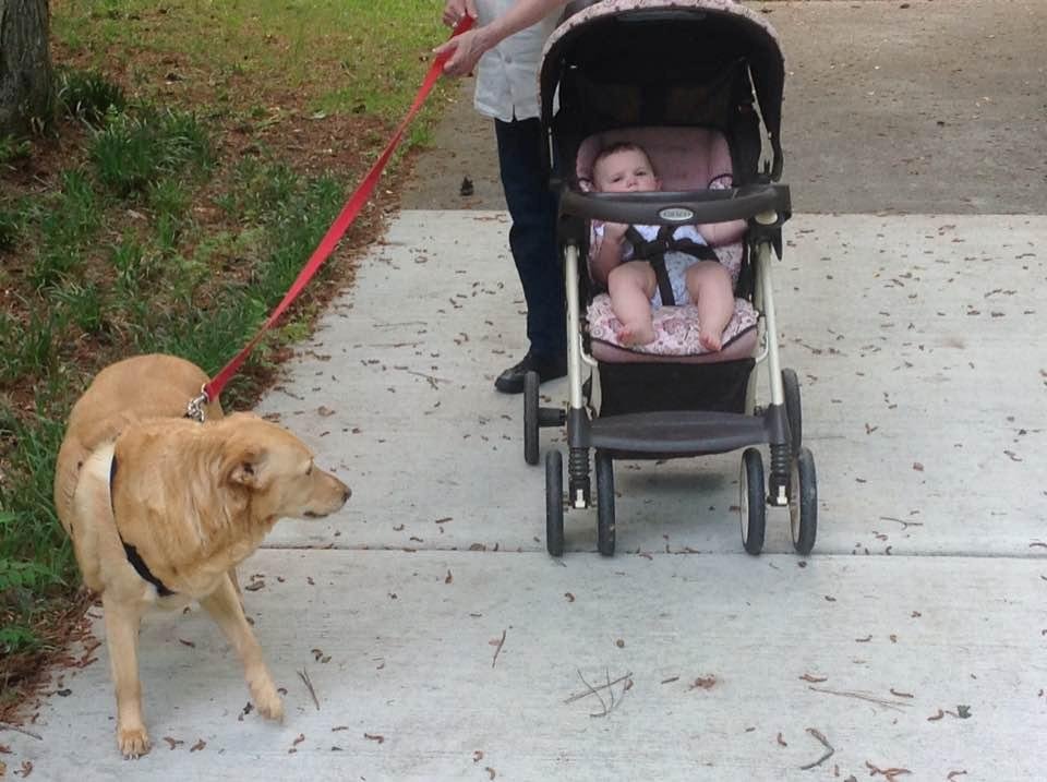 Dog walking Willow!!