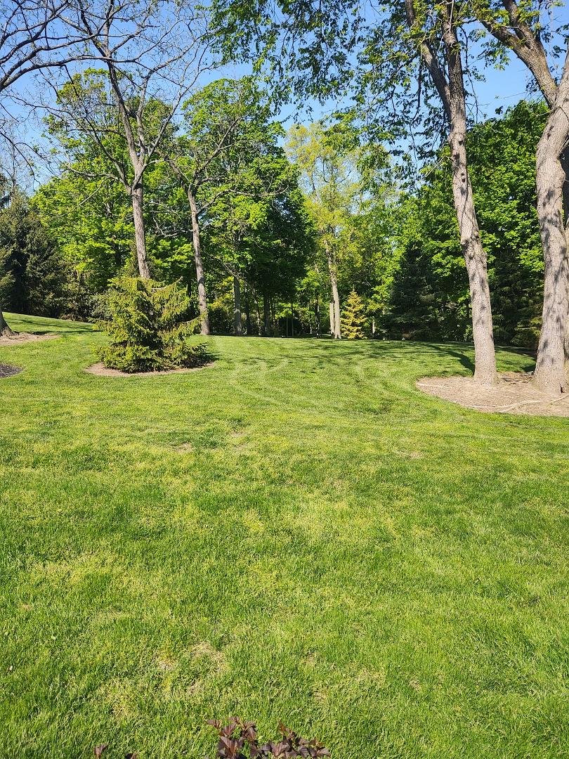 I love having all these trees as my view from the deck.