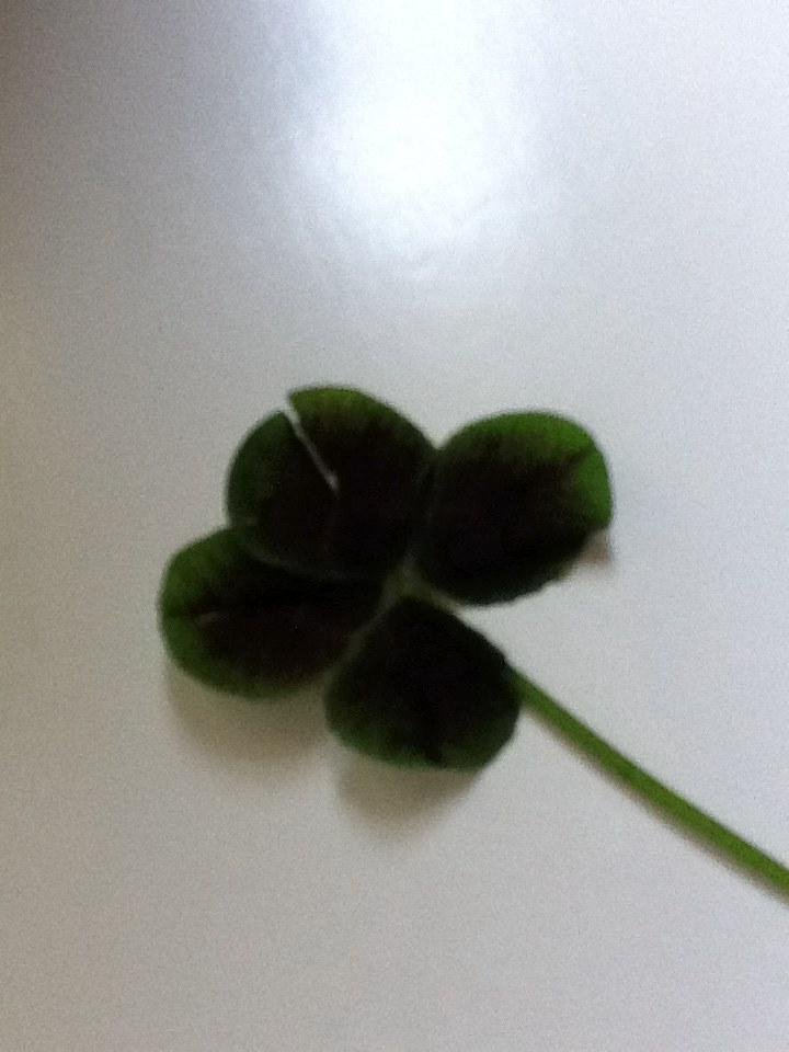 Found my first four leaf clover!! See Heather Morren Mathews. It is called Dark Dragon. LOL.