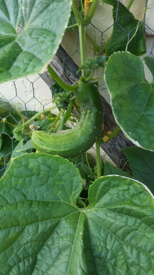I have a cucumber