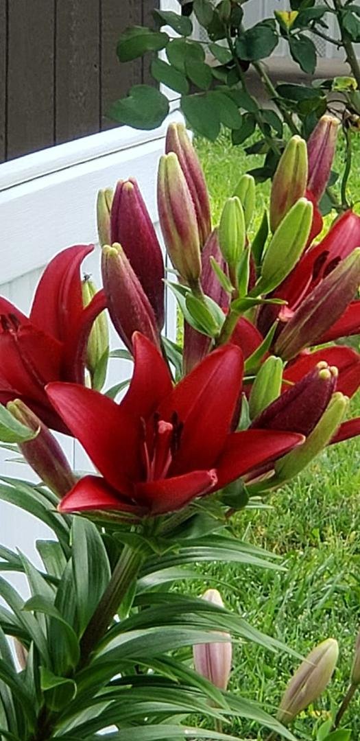 Some of the Lilly's have bloomed finally..