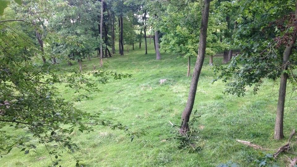 Thank you Mother Nature!! Birds eye view from my deer stand! Hurry up October!!  I'm coming to get you BIG BUCK RANBO!