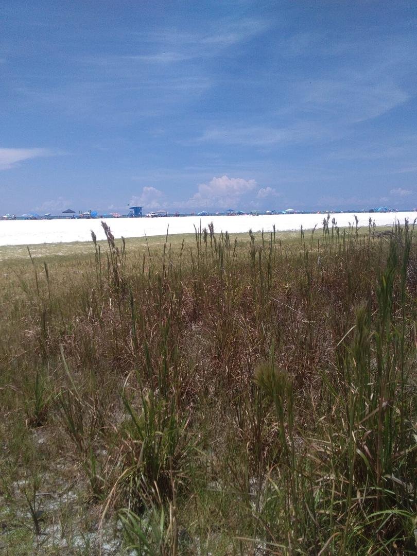 Another lovely day in           paradise ..... siesta key whitest sand beach in the world.    Almost snow like.....but 90.f