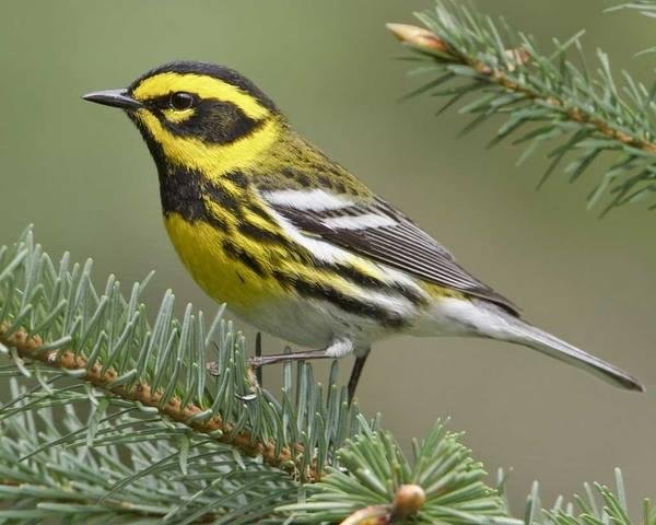 A Townsend's Warbler came to visit my backyard today. I didn't take this pic, but this is what it looked like. :)