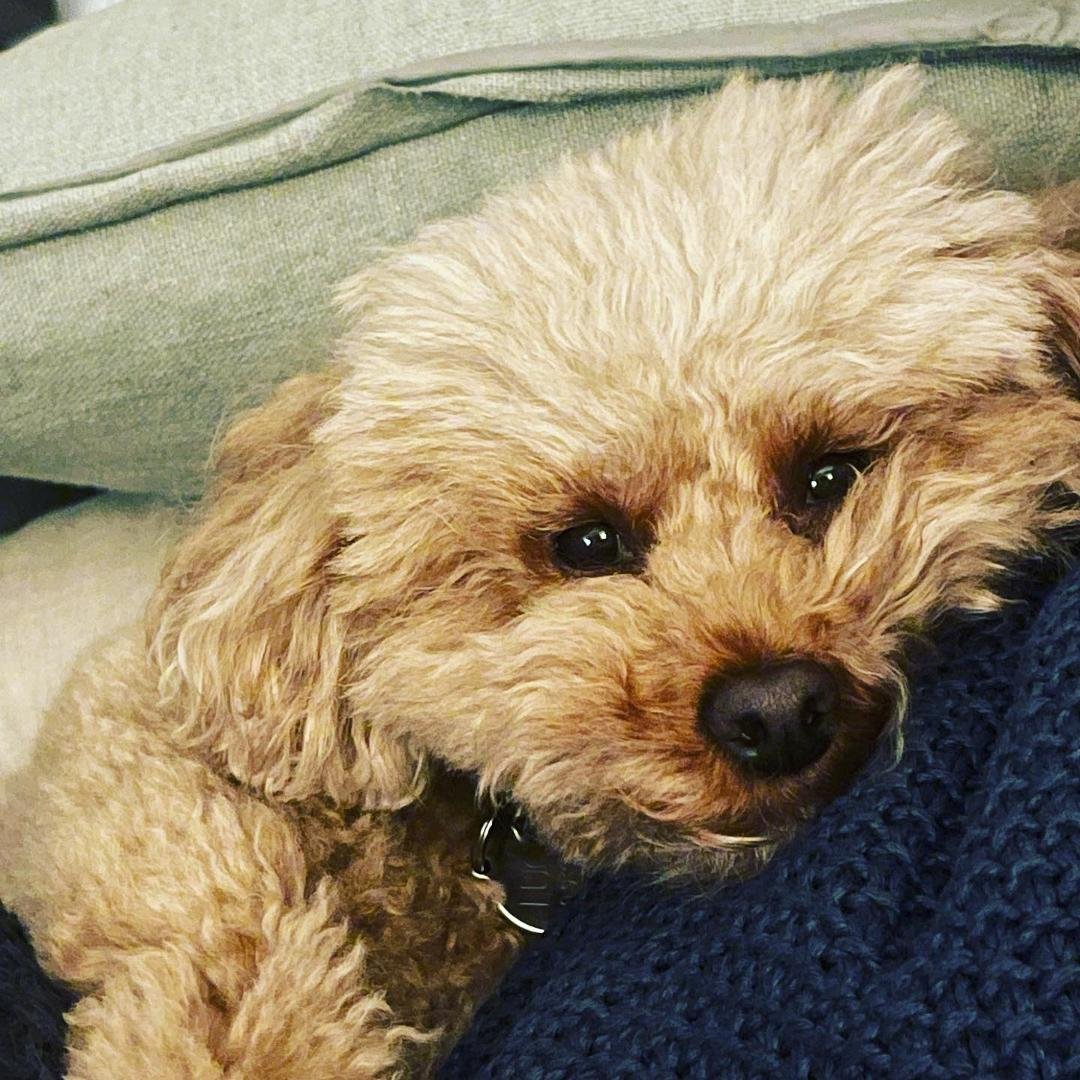 Oh that sweet face 💕💕💕. Cómo la quiero… mi albericoquita hermosa. #luzdemivida #scarletsfancypoodles #chuchislu #chuchisluchis #mysweetgirl #lamashermosa