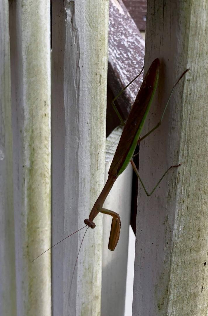 Our latest house guest.