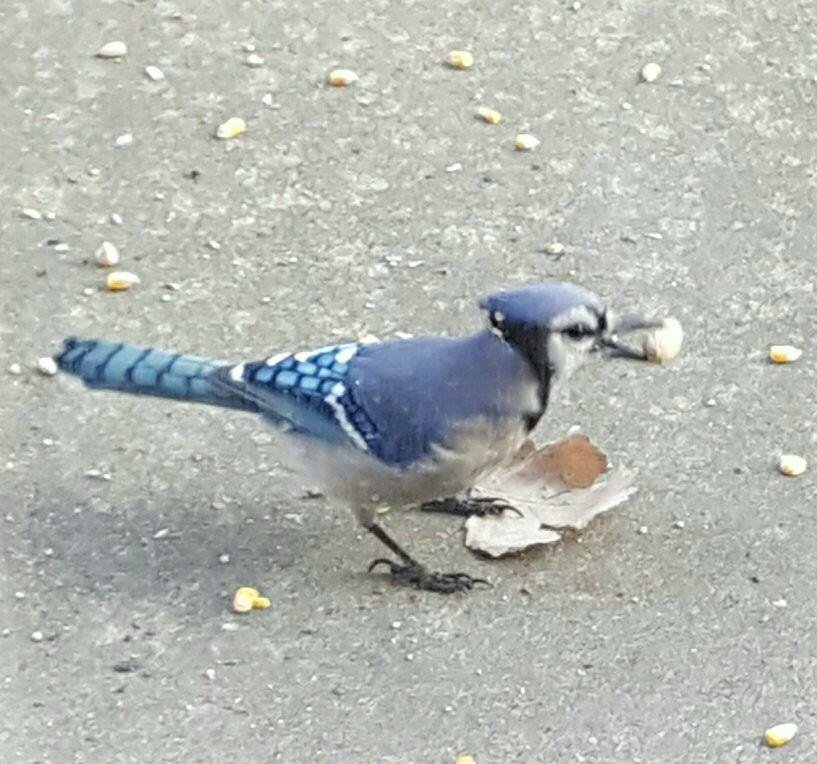 Two Blue Jays are back.  They like the peanuts and corn Bruce gives them  they are beautiful!
