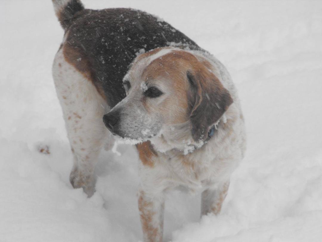I am sad to say that Molly crossed over the Rainbow Bridge sometime between midnight and 6:30 this morning. She started feeling poorly Tuesday night, and last night she just crept into the bathroom and went to sleep. I foun