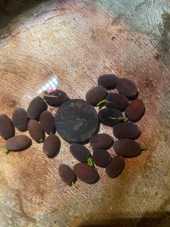 Lotus seeds sprouting. Hope I can keep them alive.