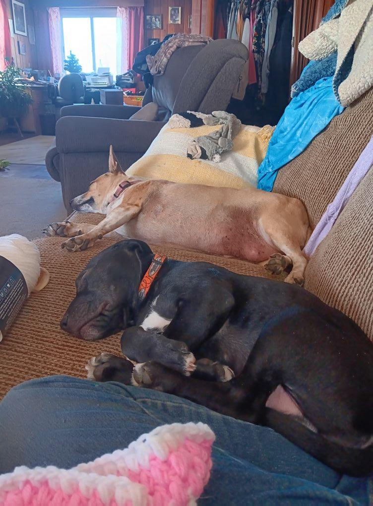 Puppy nap time