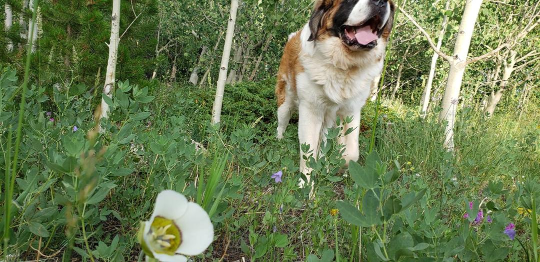 Wild. Flower