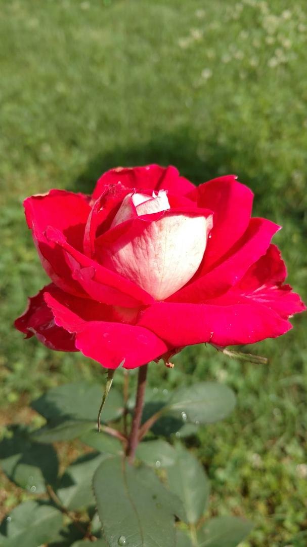 My Love Rose in full bloom.