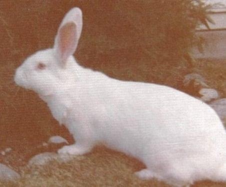 Rabbit Rabbit