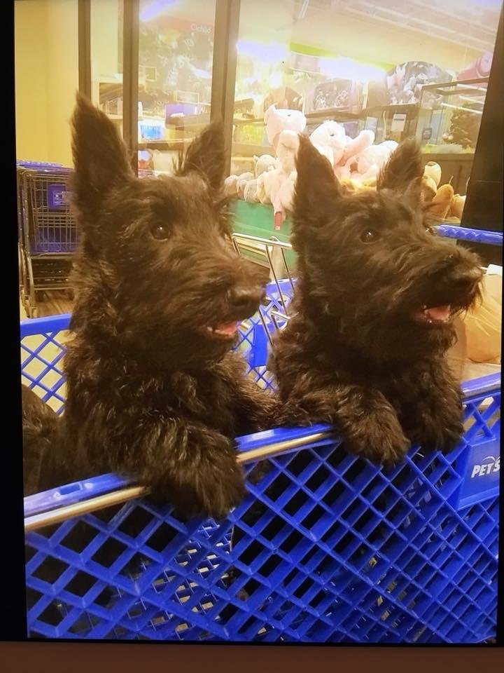 My two new grandpuppies going shopping.  Vader is on the left and his sister, Pearl, is on the right.❤️❤️🐶🐶