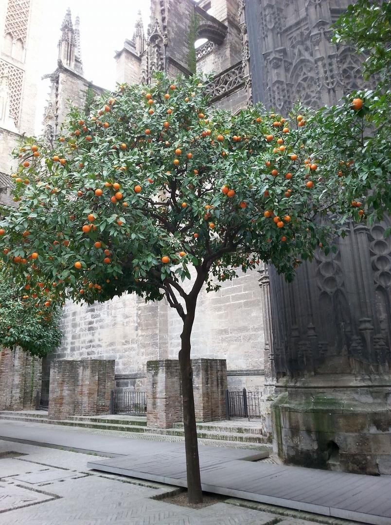 Katetdralen, Sevilla