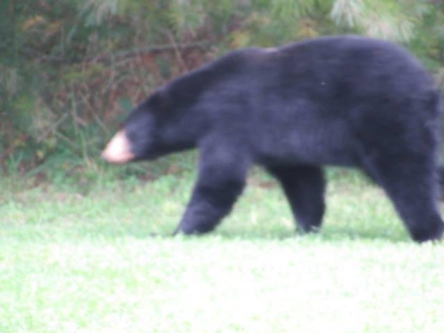 poses like a polar bear, even had a small hump like a brown bear. he was a monster