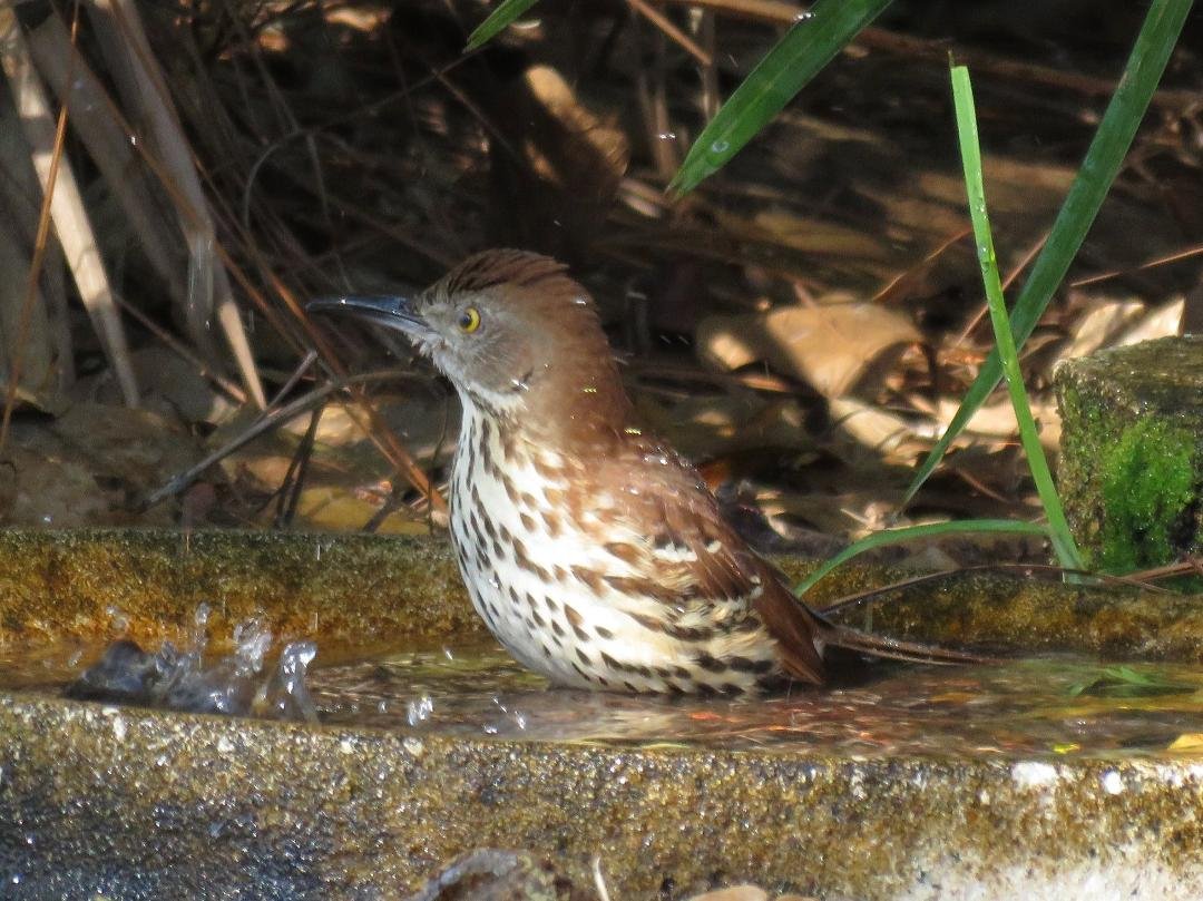 Brown Tharsher. Loves the water. Can play in it for ten minutes.