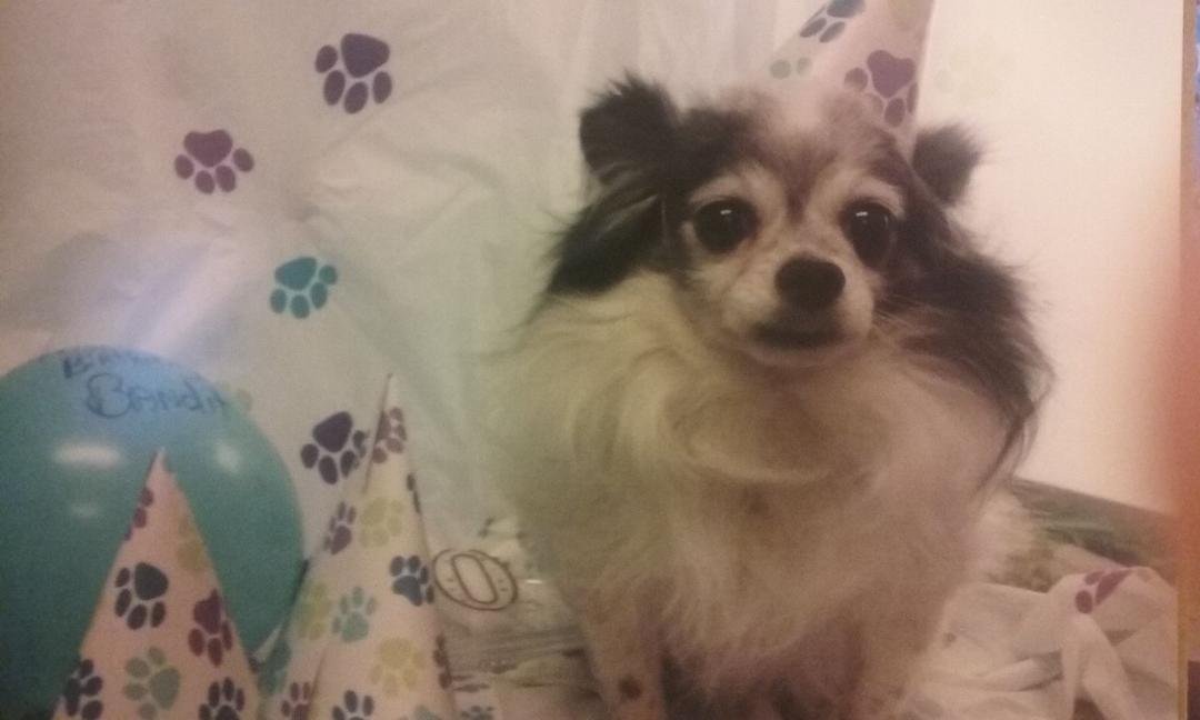 This was my dog bandit but he died a year ago he was 10 years old isnt he just cute hope you like him everyone