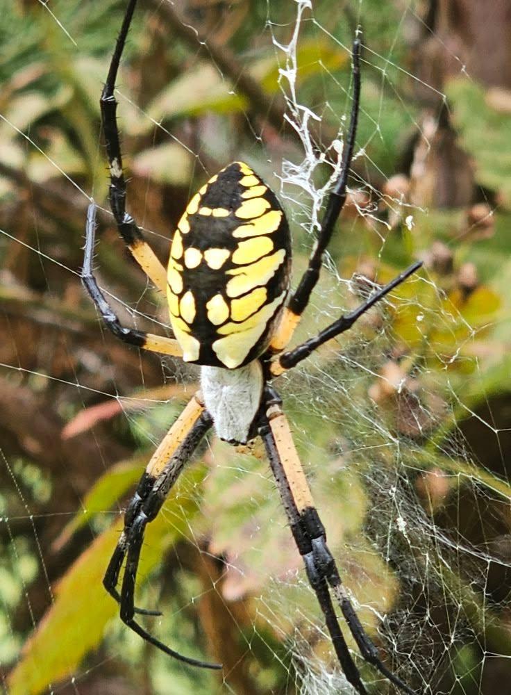 Anyone know what kind of spider this is?