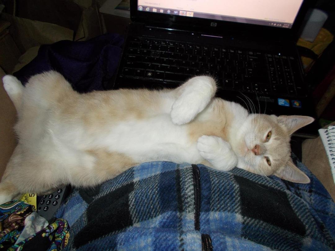 Trying to work on my laptop with this staring at me.