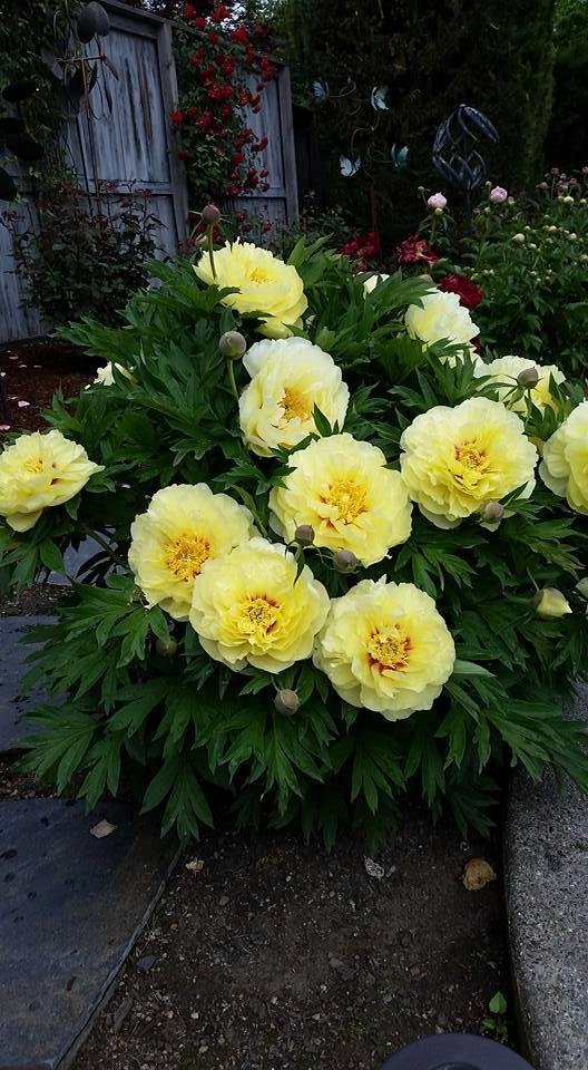 Diane Ross' album, Mobile Uploads