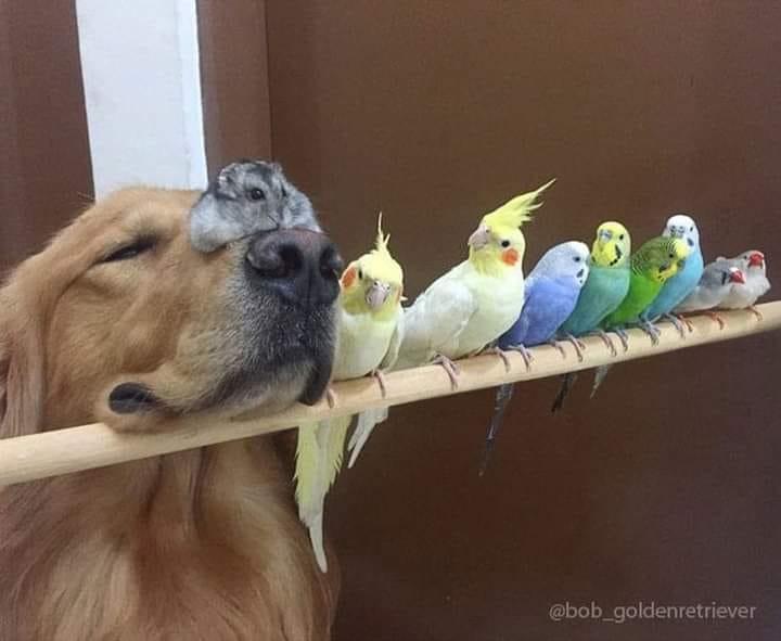 Cheep, cheep, squeek, squeek, woof! Translation ..."We be havin fun!"