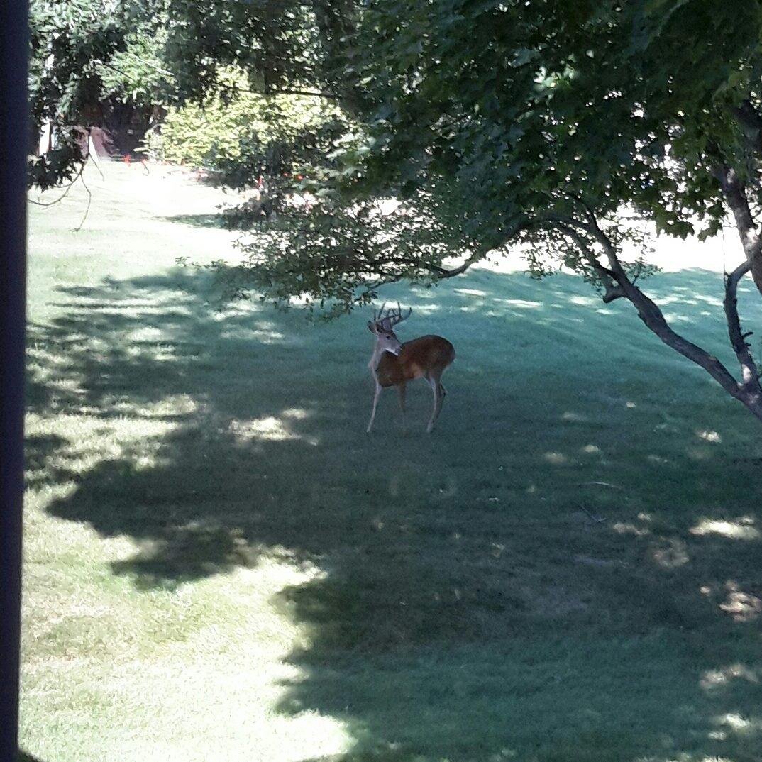Visitor in the yard this morning having apples for breakfast.