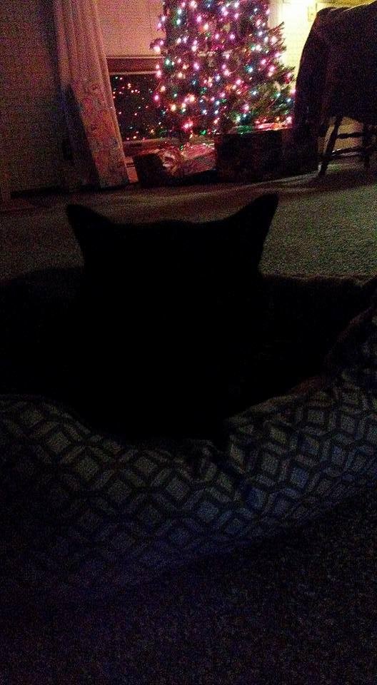 My cat new bed he love it. My knock knock hoodat Starkey.