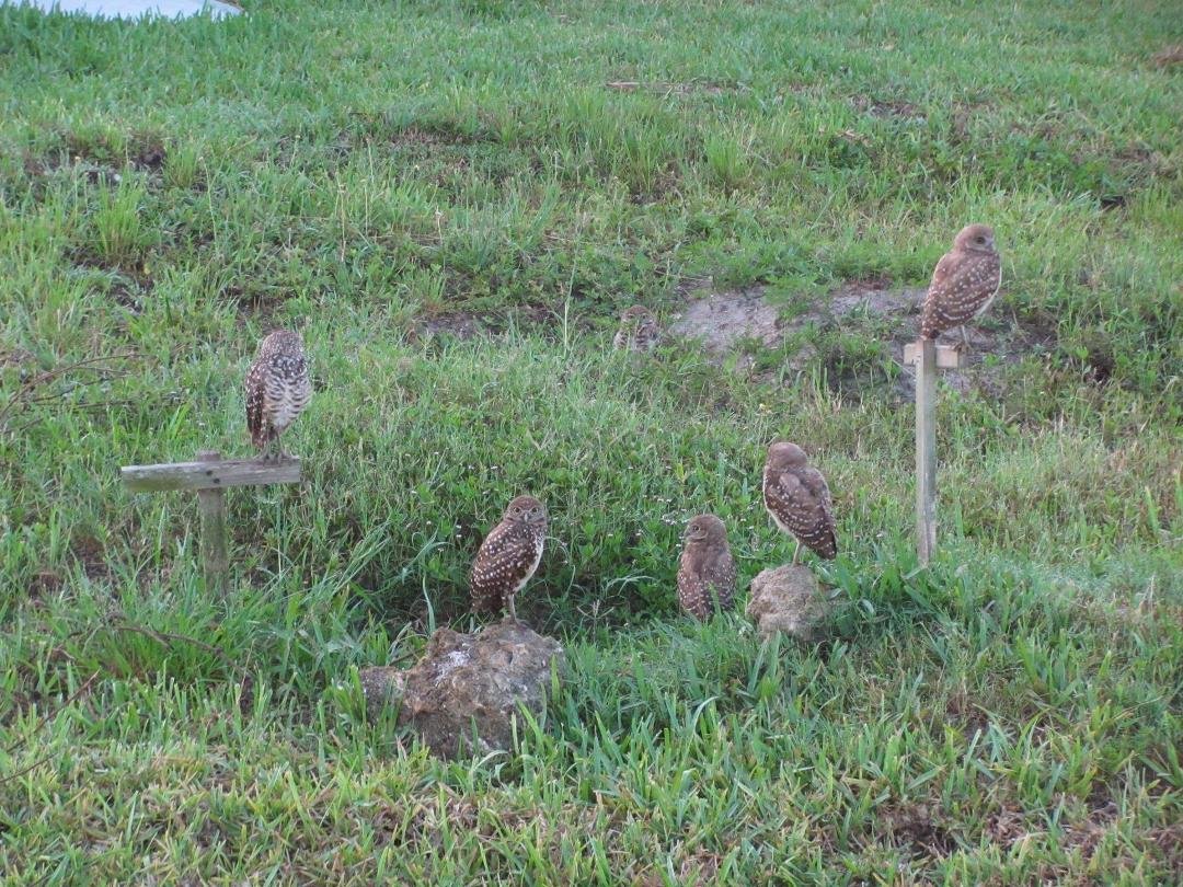 This years family across from us. There are seven of them but I could only get five
to stand still.