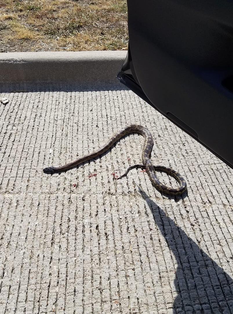Can anybody identify this snake i found on the road?