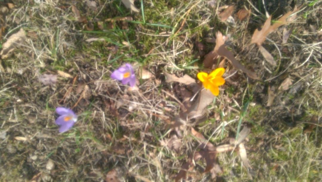 Crocuses!