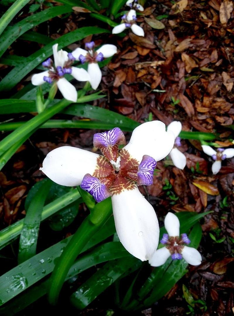 These were just a few of my spring time "Resurection Plant" or "The Easter Orchad.