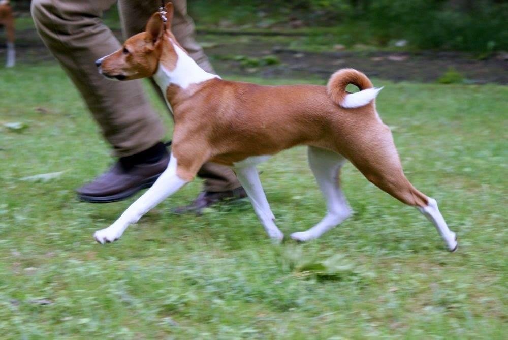 #drop_your_beautiful_dog_movement_challenge
Avongara Luka daughter