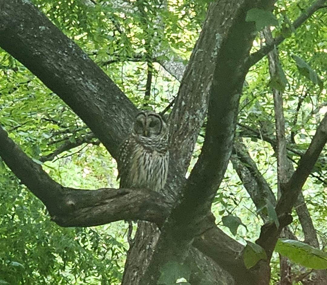Was just sitting in one of our trees 🌳