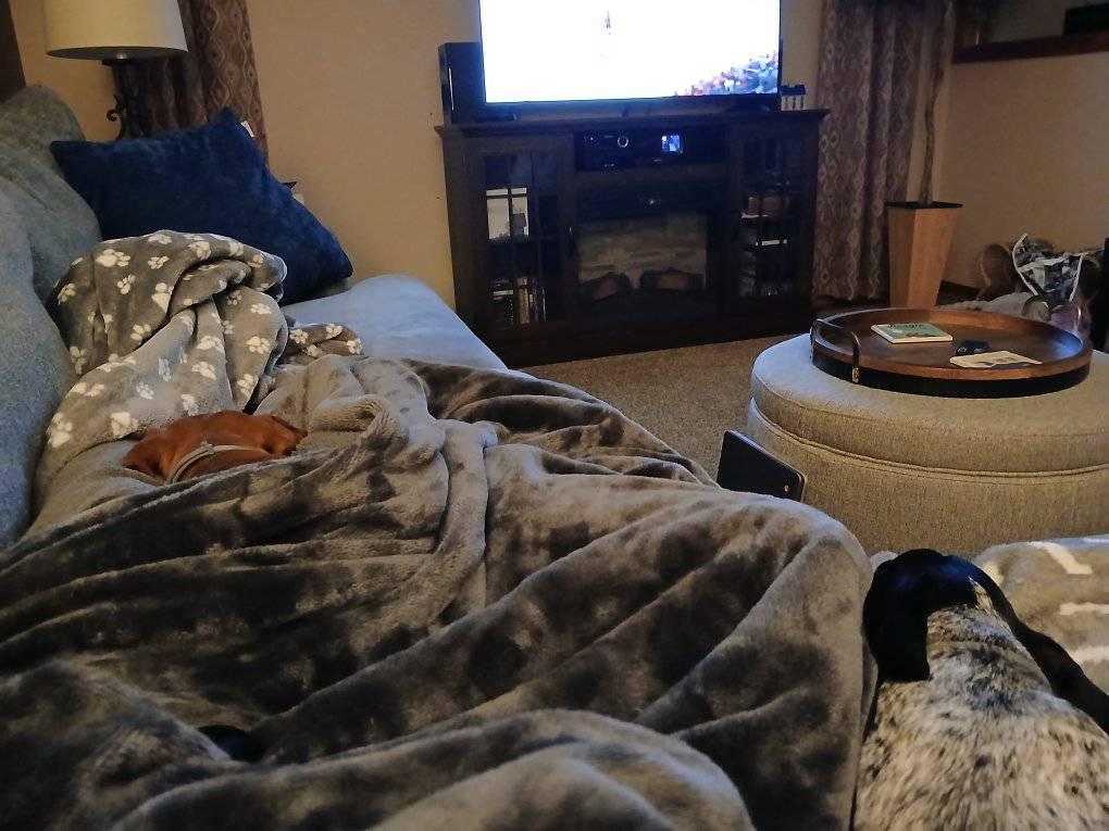 When you have a headache, take 2 wiener dogs and hit the couch.
